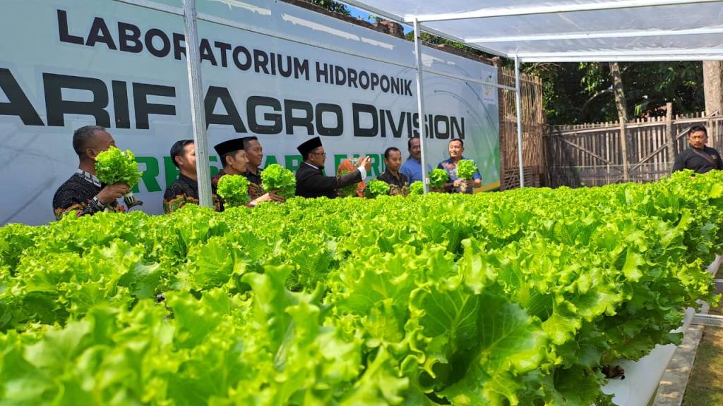 Alumni Santri Syarifuddin Lumajang Kembangkan Pertanian Hidroponik