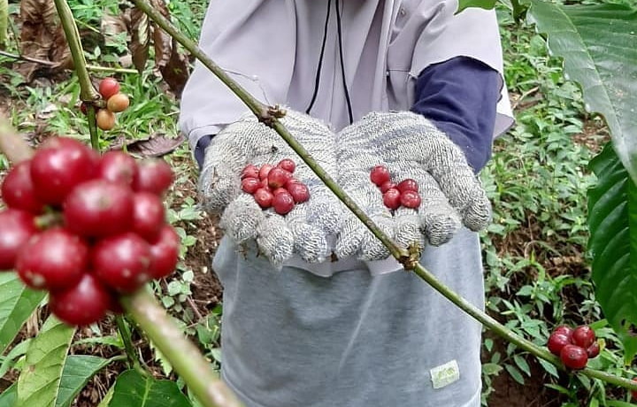 Pemerintah Lumajang Dorong Terbentuknya Koperasi Petani&nbsp;Kopi