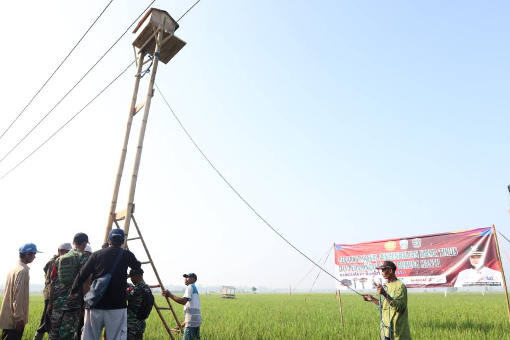 127 Rumah Burung Hantu Dipasang di Persawahan&nbsp;Lumajang