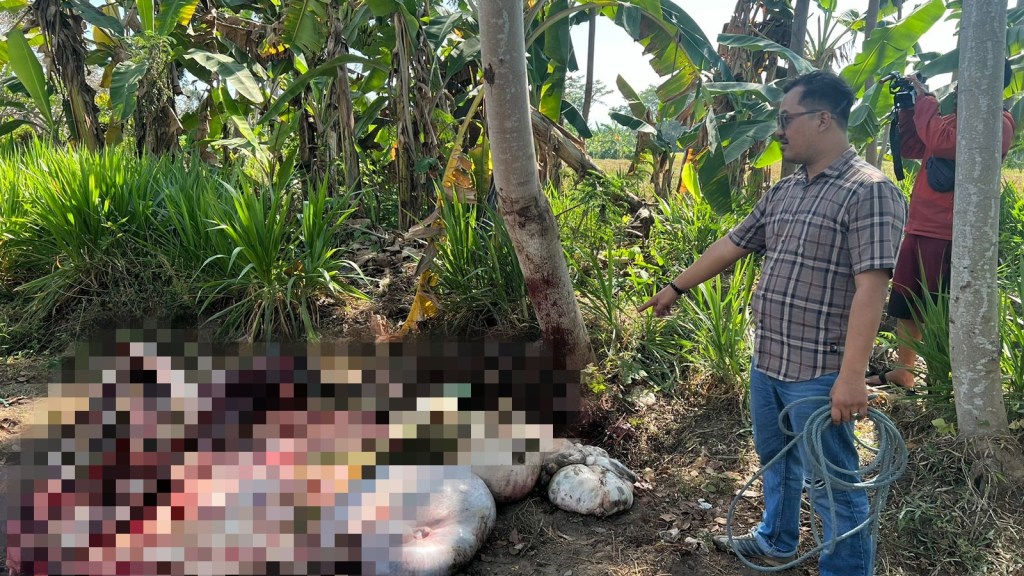 Ngeri, Kerbau di Lumajang Sering Dimutilasi Diambil&nbsp;Dagingnya