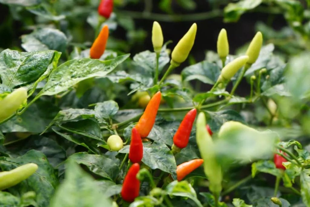 Harga Cabai Rawit Merah di Lumajang Sepedas&nbsp;Rasanya