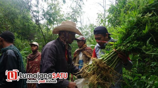 Ditresnarkoba Polda Jatim Terjun ke Lokasi Ladang Ganja TNBTS&nbsp;Lumajang