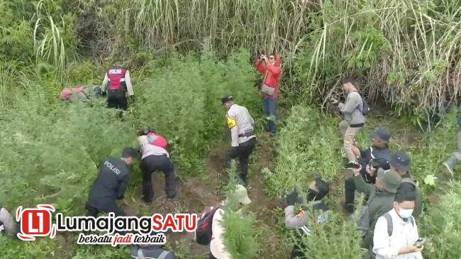 Hari ke 3 Pencarian Tanaman Ganja di TNBTS Lumajang Hasilkan&nbsp;25.000